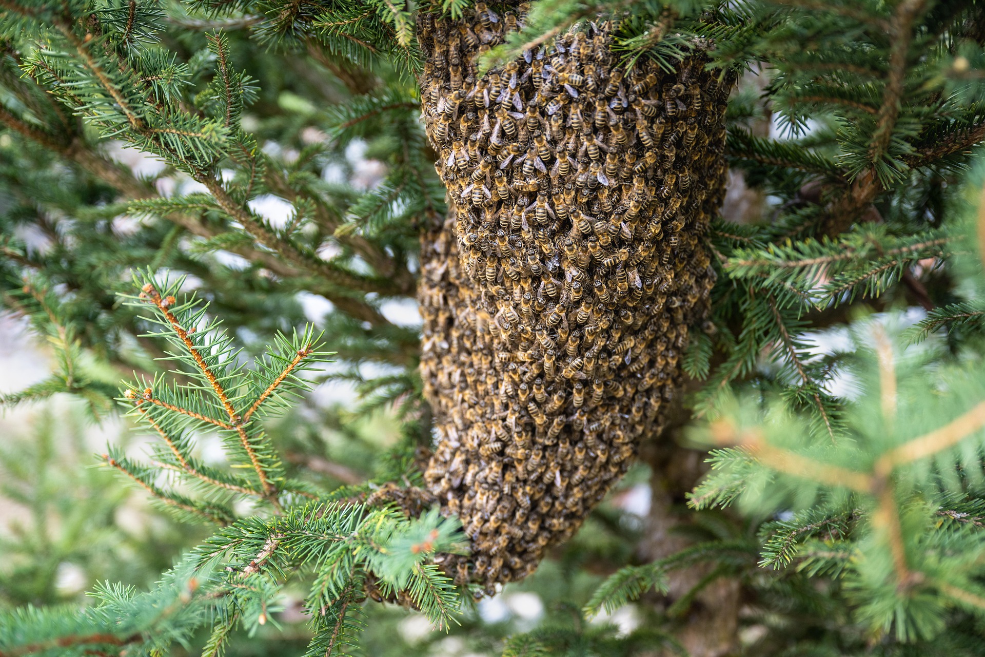 Schwarmfang eines Bienenvolkes